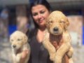 Baby face golden Retriever yavrularımız