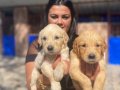 Baby face golden Retriever yavrularımız
