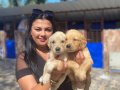 Baby face golden Retriever yavrularımız