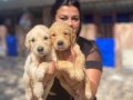 Baby face golden Retriever yavrularımız