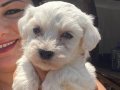 Pamuk gibi safkan maltese terrier yavrular