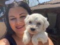Pamuk gibi safkan maltese terrier yavrular
