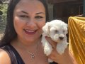 Pamuk gibi safkan maltese terrier yavrular