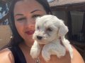 Pamuk gibi safkan maltese terrier yavrular