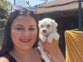 Pamuk gibi safkan maltese terrier yavrular