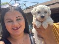 Pamuk gibi safkan maltese terrier yavrular