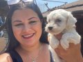 Pamuk gibi safkan maltese terrier yavrular