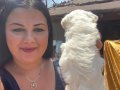 Pamuk gibi safkan maltese terrier yavrular