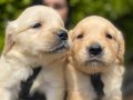 Safkan golden Retriever yavrularım