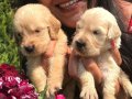 Mükemmel baby face Golden Retriever yavrularımız