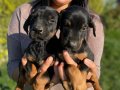 SAFKAN DOBERMAN YAVRULARIMIZ 