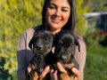 SAFKAN DOBERMAN YAVRULARIMIZ 