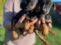 SAFKAN DOBERMAN YAVRULARIMIZ 