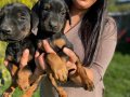 SAFKAN DOBERMAN YAVRULARIMIZ 
