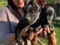 SAFKAN DOBERMAN YAVRULARIMIZ 