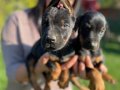 SAFKAN DOBERMAN YAVRULARIMIZ 