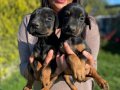 SAFKAN DOBERMAN YAVRULARIMIZ 