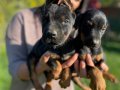 SAFKAN DOBERMAN YAVRULARIMIZ 