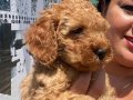 Saf ırk orijinal toy Poodle yavrularımız