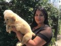 Babyface Golden retriever yavrularımız