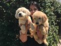 Babyface Golden retriever yavrularımız