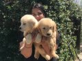 Babyface Golden retriever yavrularımız