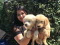 Babyface Golden retriever yavrularımız