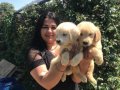 Babyface Golden retriever yavrularımız