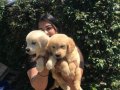 Babyface Golden retriever yavrularımız