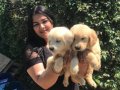 Babyface Golden retriever yavrularımız