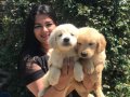 Babyface Golden retriever yavrularımız