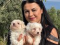 0 numara maltese yavrularım