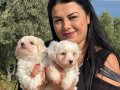 0 numara maltese yavrularım
