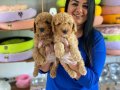 SAFKAN TOY POODLE YAVRULARIM