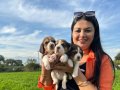Elizabeth beagle yavrularım