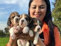 Elizabeth beagle yavrularım