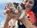 Elizabeth beagle yavrularım