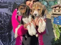 SAFKAN BEAGLE YAVRULARIM