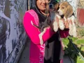 SAFKAN BEAGLE YAVRULARIM