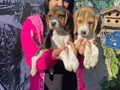 SAFKAN BEAGLE YAVRULARIM