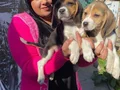 SAFKAN BEAGLE YAVRULARIM