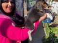 SAFKAN BEAGLE YAVRULARIM