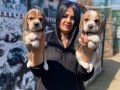 SAFKAN ELİZABET BEAGLE YAVRULARIM 
