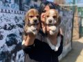SAFKAN ELİZABET BEAGLE YAVRULARIM 