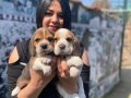 SAFKAN ELİZABET BEAGLE YAVRULARIM 