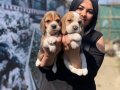 SAFKAN ELİZABET BEAGLE YAVRULARIM 