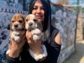 SAFKAN ELİZABET BEAGLE YAVRULARIM 