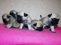 Mükemmel pug yavrularımız