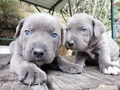 İtalyan mastiff canecorso yavrularımız