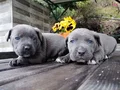 İtalyan mastiff canecorso yavrularımız